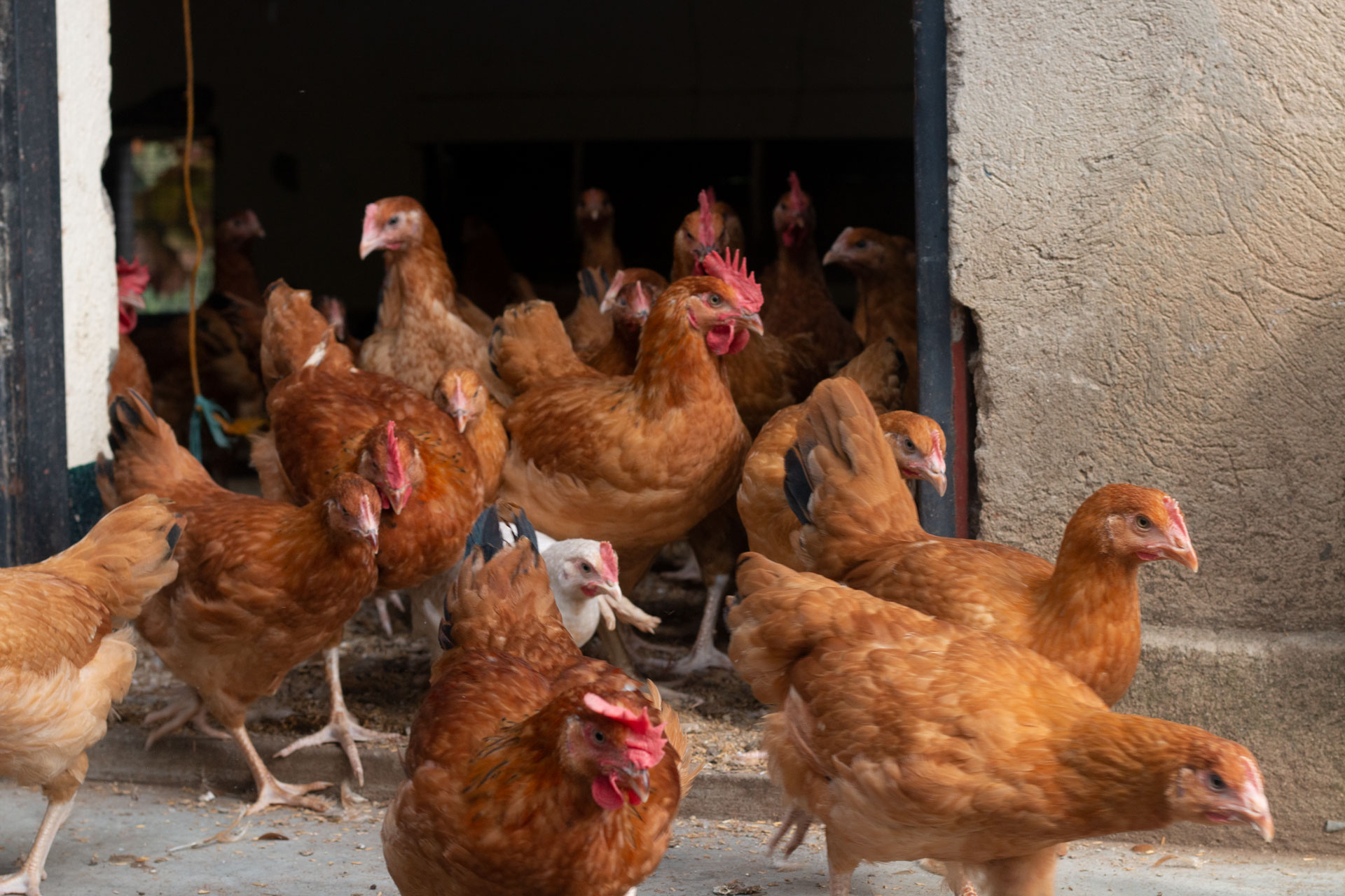 Kuroiler chicken breed