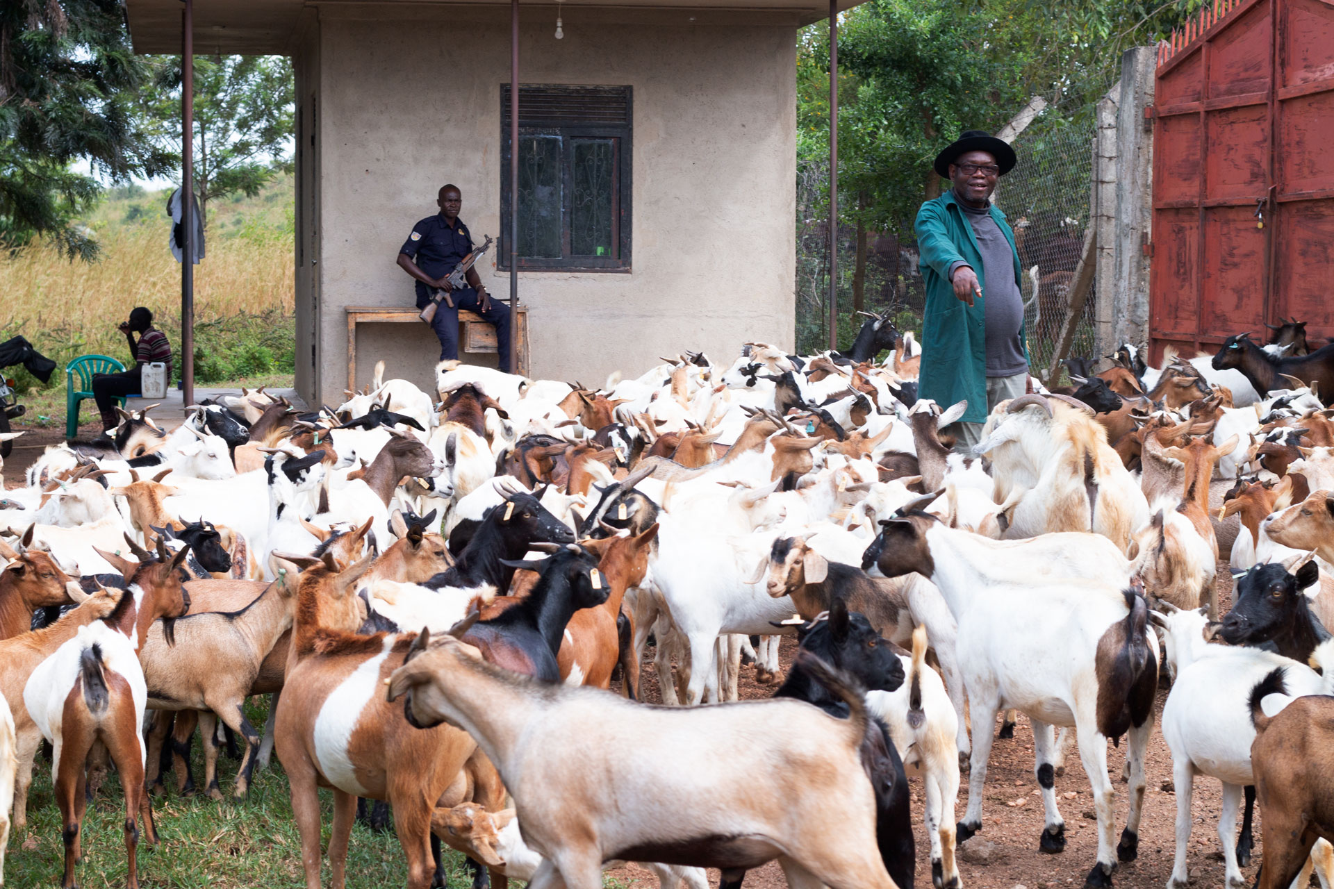 A flock of mubende and boer goats